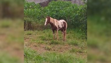 Imagem referente a Cavalo é deixado à mercê do frio e da chuva em Cascavel e moradores do Periolo fazem reclamação