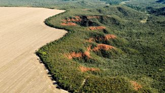 Área desmatada no Brasil em 2023 cai 11,6%, indica MapBiomas