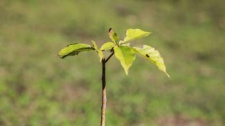 50 municípios plantaram 87 mil árvores em ação do programa Asfalto Novo, Vida Nova
