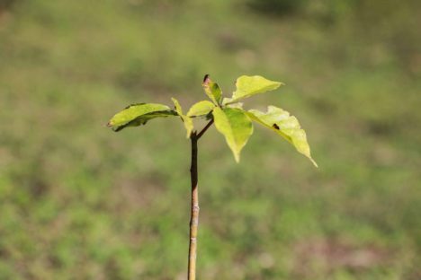 Imagem referente a 50 municípios plantaram 87 mil árvores em ação do programa Asfalto Novo, Vida Nova