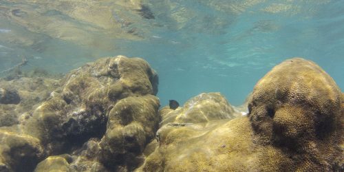 Imagem referente a Mais de 70% de espécies ameaçadas buscam Áreas Marinhas Protegidas