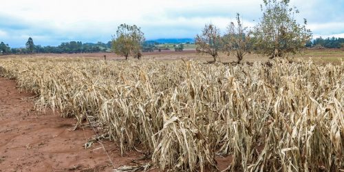 Imagem referente a Cheias afetaram mais de 206 mil propriedades rurais, diz Emater-RS