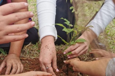 Imagem referente a Apoio do Estado: startup de Maringá cria plataforma para compensar pegada de carbono