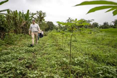 Imagem referente a Portos do Paraná recupera área florestal equivalente a 40 campos de futebol em Antonina