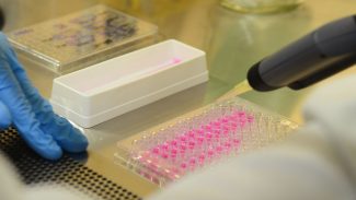 Vírus zika pode voltar a se replicar após recuperação, aponta estudo