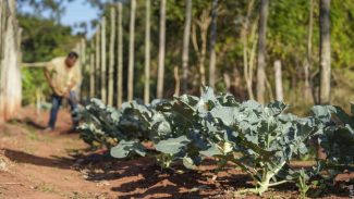 Projeto de extensão da UEM promove cultivo de alimentos para pessoas em recuperação