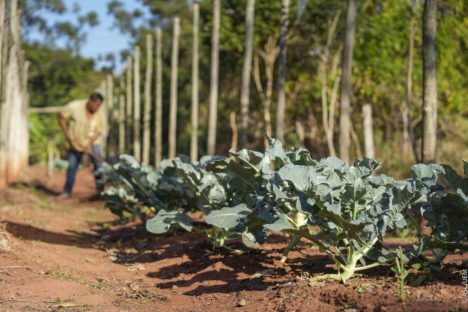 Imagem referente a Projeto de extensão da UEM promove cultivo de alimentos para pessoas em recuperação