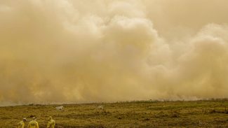 Queimada no Pantanal persiste mesmo após proibição de manejo do fogo