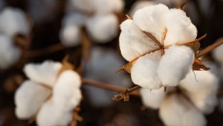 Brasil ultrapassa EUA e já é maior exportador de algodão do mundo