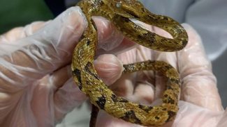 Saúde monitora serpentes no Estado e garante soro que neutraliza ação do veneno