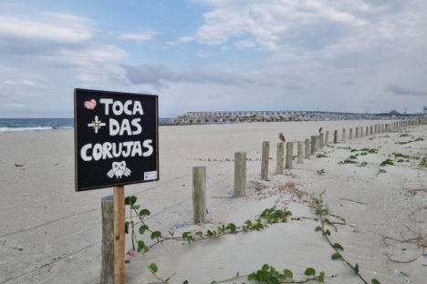 Imagem referente a Vídeo: novas tocas de corujas em Matinhos confirmam recomposição da fauna local