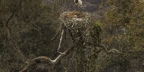 Imagem referente a Biólogos tentam salvar fauna ameaçada pelo fogo no Pantanal