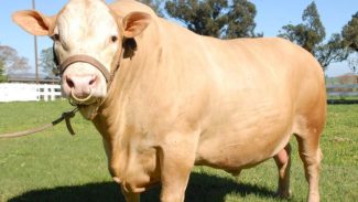 Em expansão, raça de gado paranaense Purunã terá projeto de aprimoramento