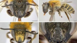 Nova espécie de abelha é descoberta por professora da Unicentro