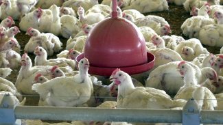 Brasil suspende exportações de carne de aves e seus produtos