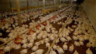 Paraná prorroga por mais 180 dias emergência zoossanitária contra gripe aviária