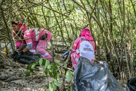 Imagem referente a Mutirão de limpeza nos manguezais de Paranaguá recolhe 615 quilos de resíduos