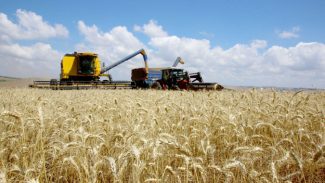 Produção de trigo deve alcançar 3,61 milhões de toneladas na atual safra no Paraná
