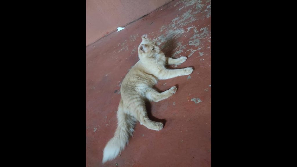Gato é encontrado no bairro Alto Alegre