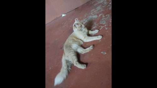 Imagem referente a Gato é encontrado no bairro Alto Alegre