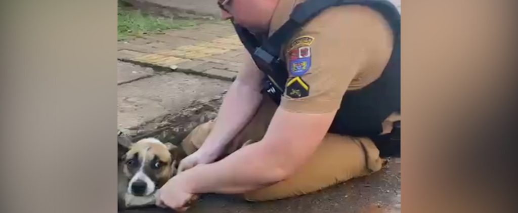 Cachorro que estava preso em bueiro é salvo por policial militar em Foz do Iguaçu; veja vídeo