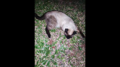 Imagem referente a Gata é encontrada no bairro Parque São Paulo