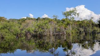 Cientistas desenvolvem tecnologia para desvendar florestas tropicais