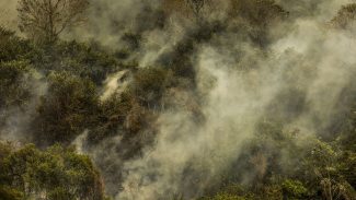 Três onças foram encontradas mortas devido ao fogo no Pantanal