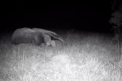 Imagem referente a Animais ameaçados de extinção voltam a frequentar o Parque Estadual de Vila Velha