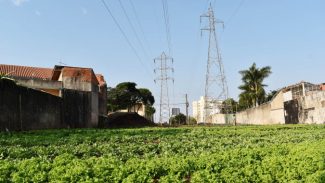 Programa da Copel, Cultivar Energia inaugura segunda horta comunitária em Londrina