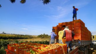 Investimentos do Paraná na agricultura cresceram 344% no primeiro semestre de 2024