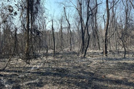 Imagem referente a IAT ajuda a combater três novos focos de incêndio florestal no Paraná