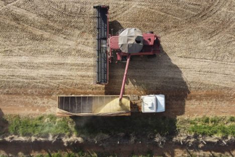 Imagem referente a 35 cidades do Paraná têm Valor Bruto da Produção Agropecuária superior a R$ 1 bilhão