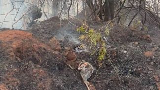 IAT orienta população sobre cuidados com animais vitimados por incêndios florestais