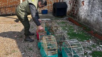 IAT apreende sete pássaros mantidos em cativeiro irregular em Curitiba