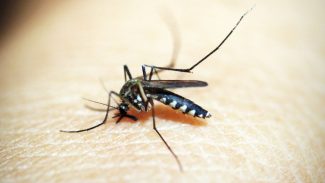 Brasil tem mais de 6,5 milhões de casos prováveis de dengue este ano