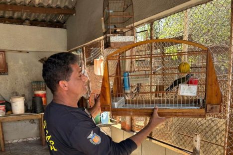 Imagem referente a IAT desarticula cativeiros irregulares e recupera aves no Noroeste do Paraná