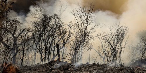 Imagem referente a ICMBio suspeita de incêndio criminoso na Floresta Nacional de Brasília