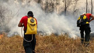 Incêndio na Floresta Nacional de Brasília é extinto