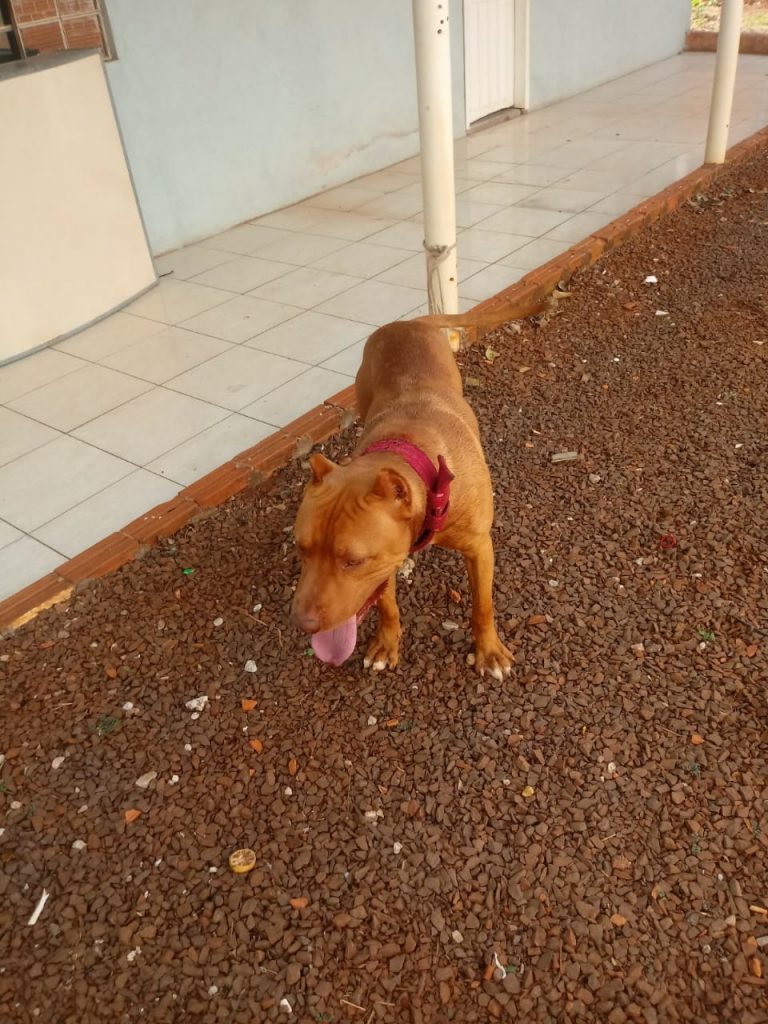Cachorro é encontrado no Pioneiros Catarinenses