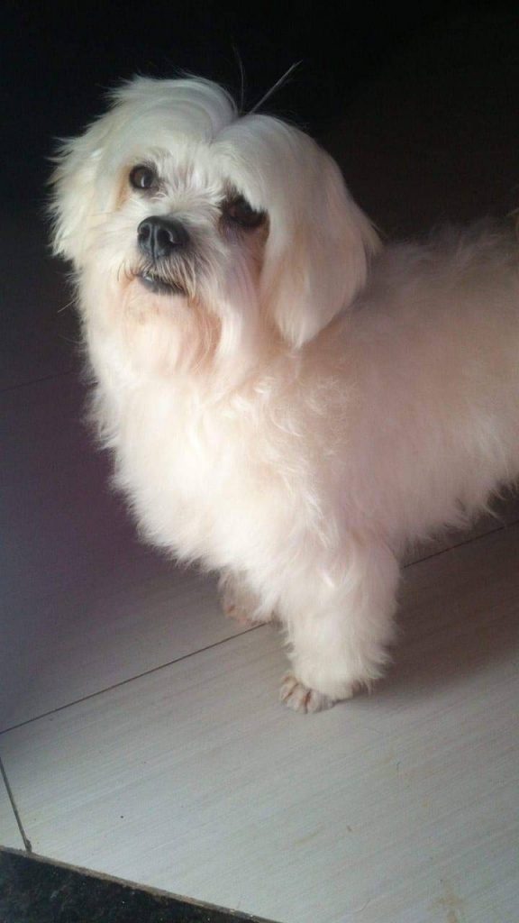 Cachorrinha desapareceu no Guarujá