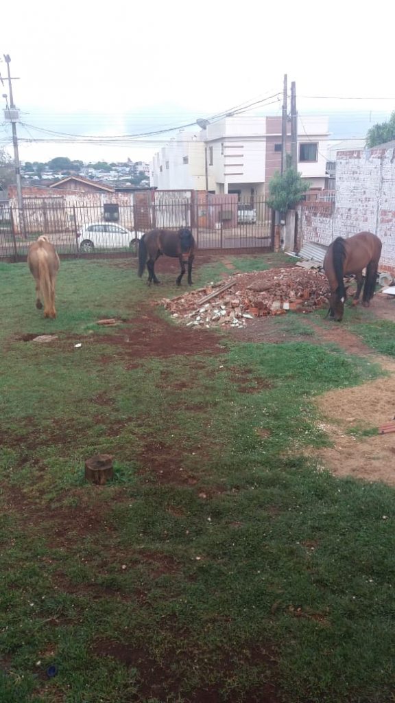 Morador encontra três cavalos no Bairro Neva