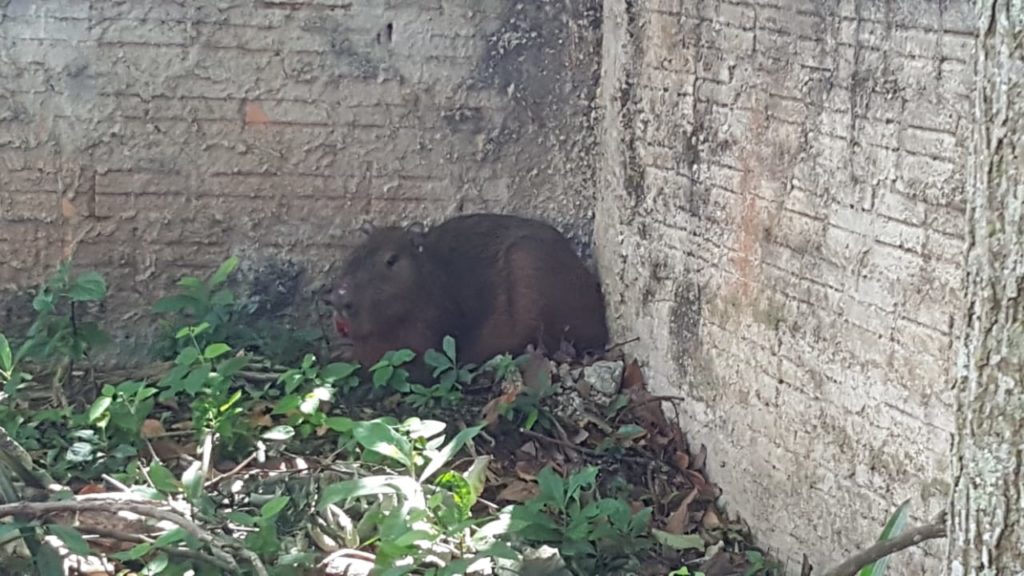 Capivara é encontrada por moradores em terreno no Tropical