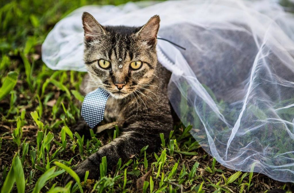 Gato de estimação está desaparecido no Maria Luiza; dono pede ajuda