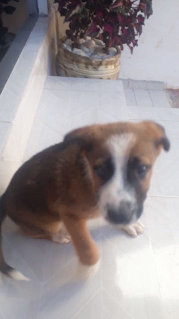 Cachorro é encontrado no Bairro Alto Alegre