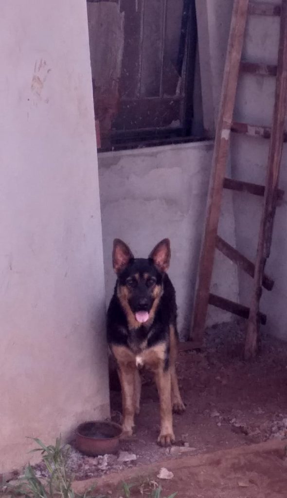 Cachorra Kira desapareceu no Loteamento Siena