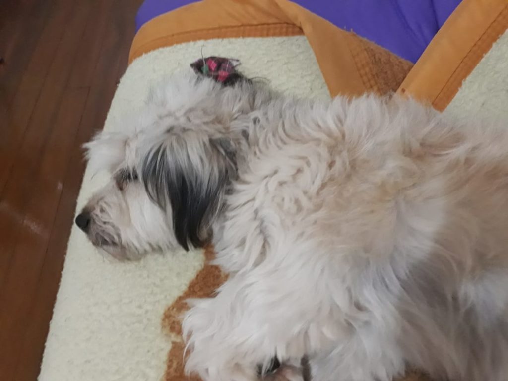 Cachorrinha desapareceu no Bairro Alto Alegre