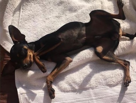 Cachorrinho pinscher está desaparecido na Região do Lago