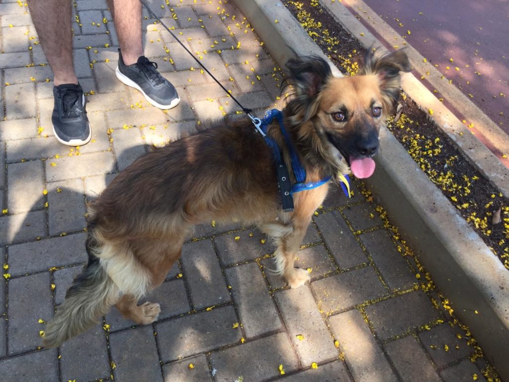Cachorro é encontrado no centro