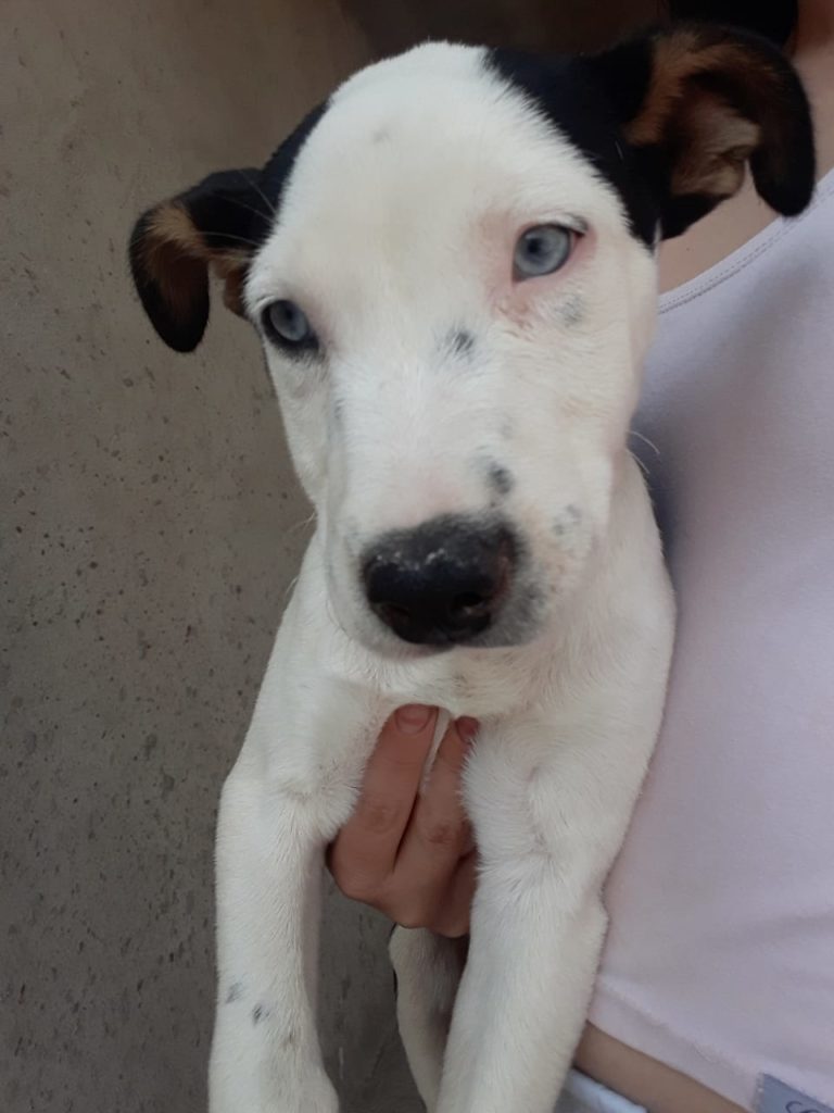 Cachorro desaparece no Verona